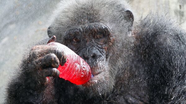 Шимпанзе пьет из бутылки в зоопарке Дусит в Бангкоке - Sputnik Узбекистан
