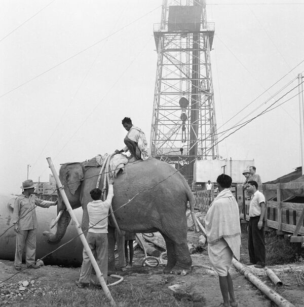 Индийский слон, используемый для переноски грузов на буровой - Sputnik Узбекистан
