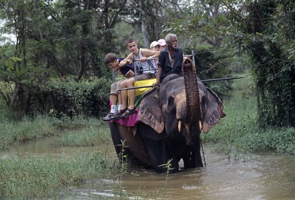 Слон - средство передвижения в тропических лесах - Sputnik Узбекистан