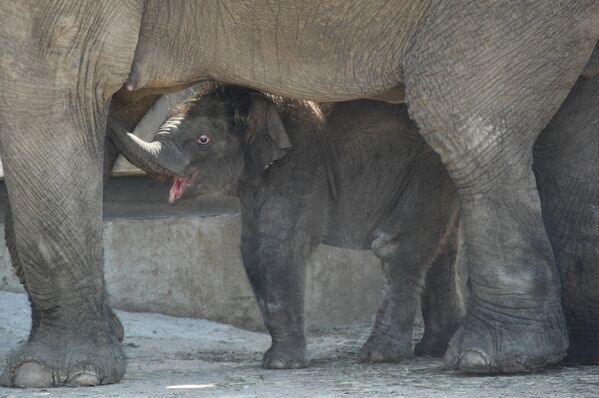 Детеныш азиатского слона во время прогулки в Московском зоопарке - Sputnik Узбекистан