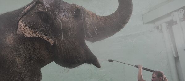 Фил ювиниш хонасида. Фил ювиниш хонасида. - Sputnik Ўзбекистон