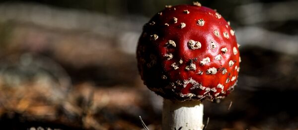 Заҳарли қўзиқорин Заҳарли қўзиқорин - Sputnik Ўзбекистон