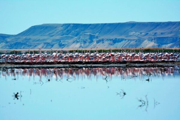 Стаи фламинго на озере Судочье в Каракалпакстане - Sputnik Узбекистан