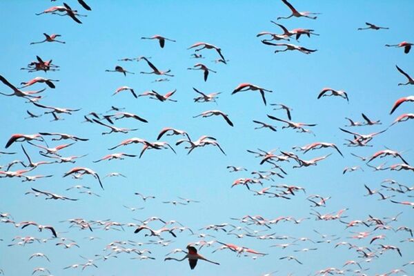 Стаи фламинго на озере Судочье в Каракалпакстане - Sputnik Узбекистан