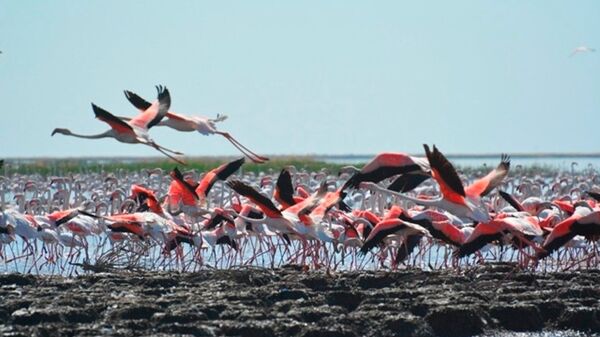 Stai flamingo na ozere Sudochye v Karakalpakstane. Arxivnoe foto - Sputnik O‘zbekiston