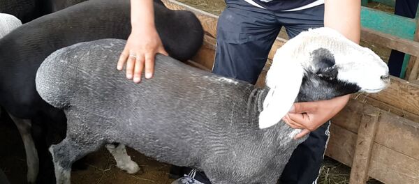 Какой скот пригоден к жертвоприношению в Курман байрам? - Sputnik Узбекистан