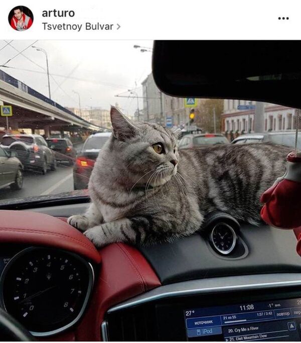 Артур М.нинг мушуги Артур М.нинг мушуги - Sputnik Ўзбекистон