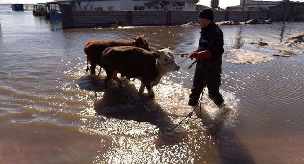 Evakuatsiya domashnego skota iz zatoplennix rayonov - Sputnik O‘zbekiston