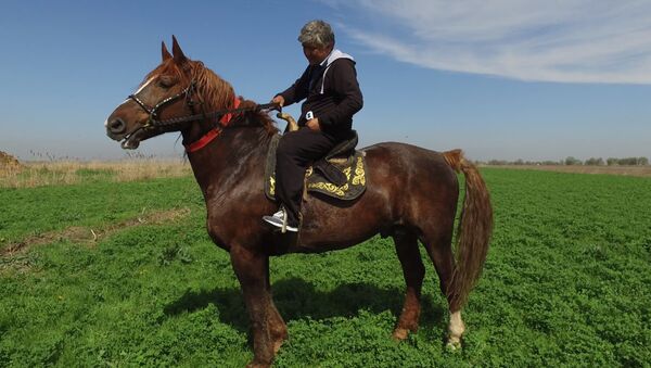 Самый большой боевой конь в Кыргызстане — его не продали за $1 млн - Sputnik Узбекистан