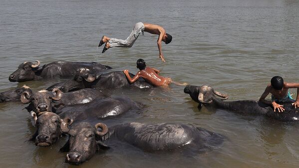 Молодые пастухи освежаются в водах реки Тави в Индии - Sputnik Узбекистан