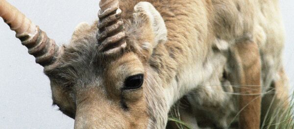 Сайгак - Sputnik Узбекистан