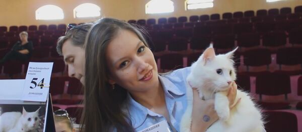 Белые, пушистые, лысые, пятнистые: Весенний кошкент - 2017 - Sputnik Узбекистан