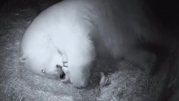 Первые кадры родившихся в Австралии белых медвежат - Sputnik Узбекистан
