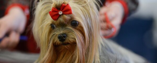 Выставка собак, архивное фото Выставка собак, архивное фото - Sputnik Узбекистан