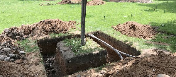 Паркдан қазиб олинаётган дарахт - Sputnik Ўзбекистон