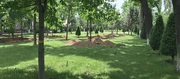 Выкорчевывание деревьев в парке Выкорчевывание деревьев в парке - Sputnik Узбекистан