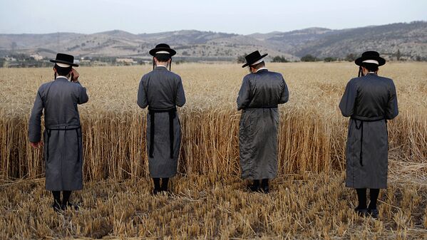 Ультраортодоксальные евреи молятся над пшеницей в поле возле поселения Мево-Хорон - Sputnik Узбекистан