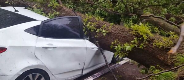 Последствия урагана в Москве - Sputnik Узбекистан