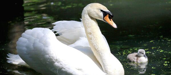 Долгожданное потомство от лебедей шипунов в Ташкентском зоопарке - Sputnik Узбекистан