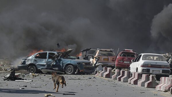 Собака в Кабуле смотрит на взрыв - Sputnik Узбекистан
