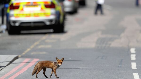 Городская лиса перебегает дорогу вскоре после теракта в Лондоне - Sputnik Узбекистан