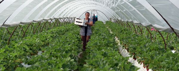 Теплица, архивное фото - Sputnik Узбекистан