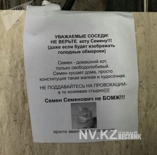 Объявление про кота Семена - Sputnik Узбекистан