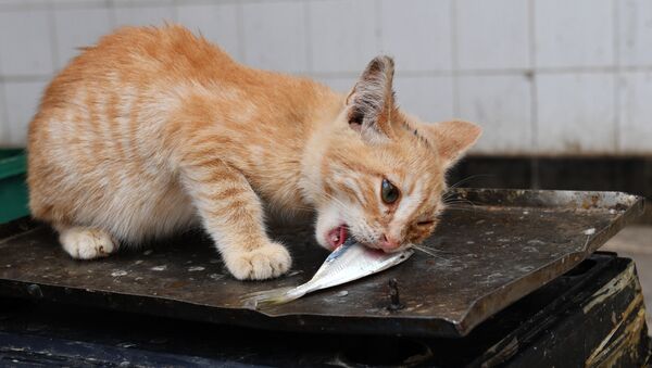 Кот ест рыбу - Sputnik Узбекистан