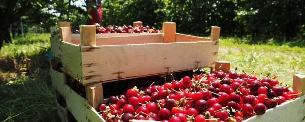 Сбор урожая черешни и вишни - Sputnik Ўзбекистон