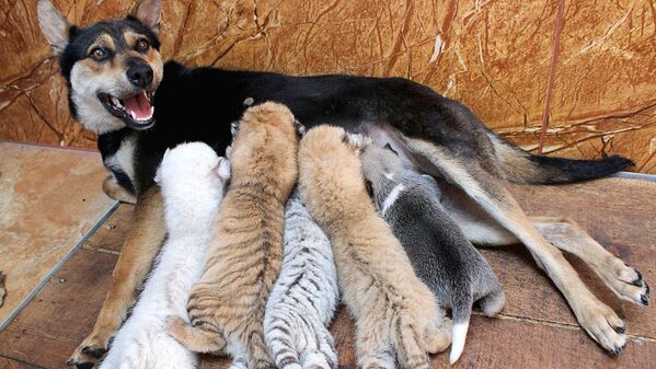 Собака выкармливает новорожденных тигрят - Sputnik Узбекистан