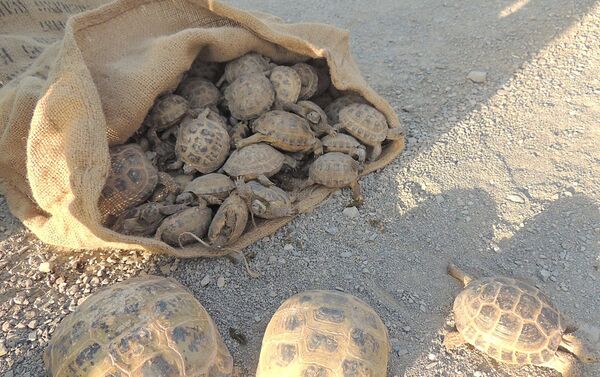 Акция по выпуску в естественную среду обитания 601 среднеазиатской черепахи в предгорных районах Джизакской области Узбекистана - Sputnik Узбекистан