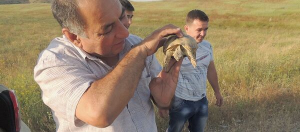 Акция по выпуску в естественную среду обитания 601 среднеазиатской черепахи в предгорных районах Джизакской области Узбекистана Акция по выпуску в естественную среду обитания 601 среднеазиатской черепахи в предгорных районах Джизакской области Узбекистана - Sputnik Узбекистан