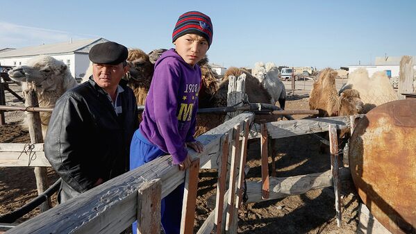 Кенжибек и Ернур со своими верблюдами - Sputnik Узбекистан