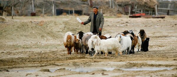 A man walks with livestock at the village of Karateren, near the Aral Sea, south-western Kazakhstan, April 15, 2017. Akespe, home to some 250 people, and Karateren, inhabited by about 150, used to be dominated by fishermen until the water receded too far away - but it is now back in Karateren. - Sputnik Узбекистан
