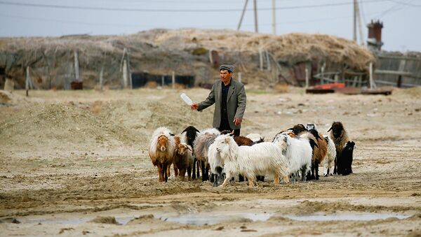 A man walks with livestock at the village of Karateren, near the Aral Sea, south-western Kazakhstan, April 15, 2017. Akespe, home to some 250 people, and Karateren, inhabited by about 150, used to be dominated by fishermen until the water receded too far away - but it is now back in Karateren. - Sputnik Узбекистан