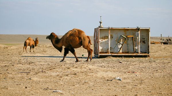 Верблюды у заброшенной заправки - Sputnik Узбекистан