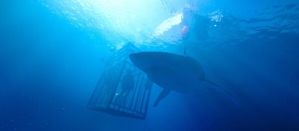 Кадр из фильма Синяя бездна - Sputnik Узбекистан