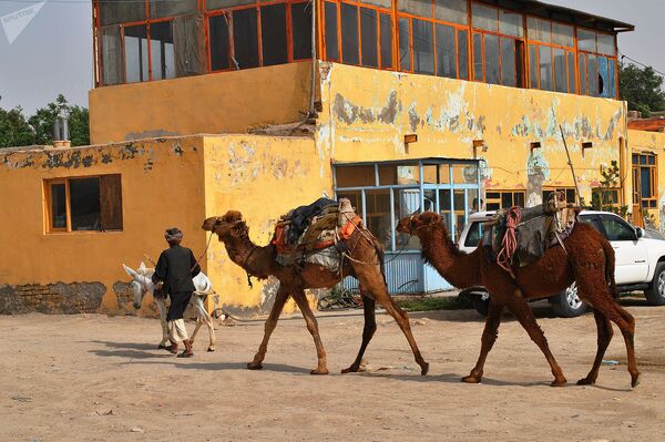 Верблюды в приграничном районе Хайратона Верблюды в приграничном районе Хайратона - Sputnik Узбекистан