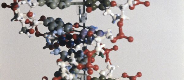 Макет молекулы ДНК - Sputnik Узбекистан