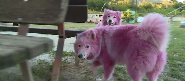 Найденные в лесу под Геленджиком розовые собаки играли и ластились после спасения - Sputnik Узбекистан