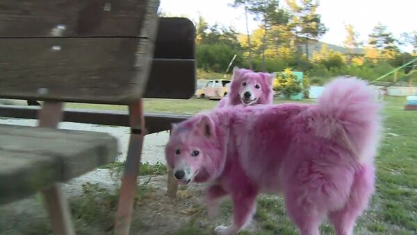Найденные в лесу под Геленджиком розовые собаки играли и ластились после спасения - Sputnik Узбекистан