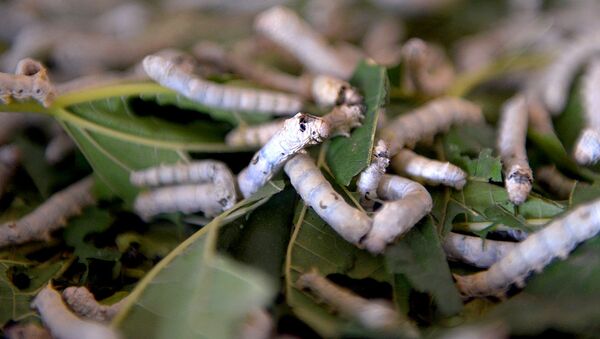 Шелкопряды едят листья тутового дерева - Sputnik Ўзбекистон