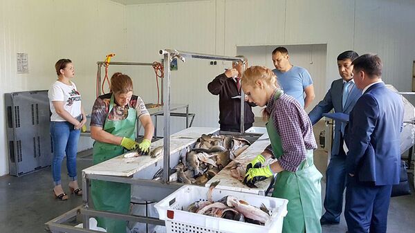 Представители рыбохозяйственного комплекса Узбекистана посетили Астрахань - Sputnik Узбекистан