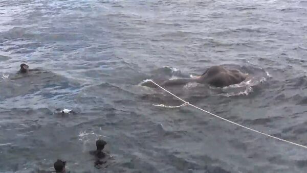 SPUTNIK_VMS Shri-Lanki spasli unesennogo v more slona - Sputnik Oʻzbekiston