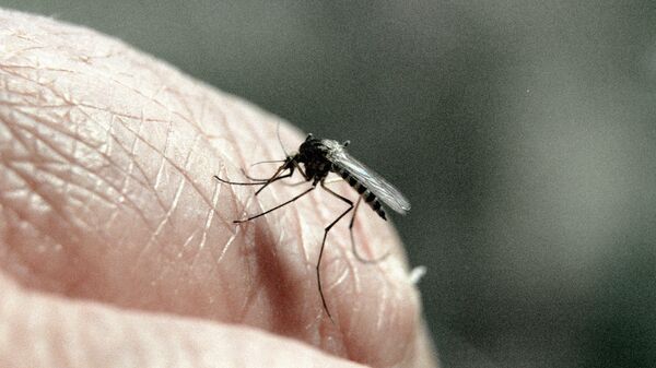 Komar. Illyustrativnoe foto - Sputnik O‘zbekiston