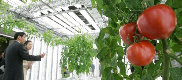 Помидоры, выращенные методом гидропоники Помидоры, выращенные методом гидропоники - Sputnik Ўзбекистон