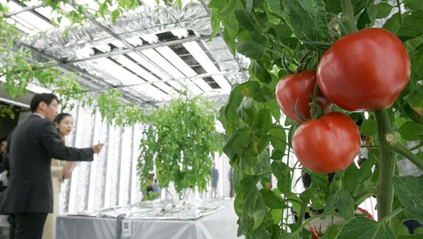 Pomidori, virashennie metodom gidroponiki - Sputnik O‘zbekiston