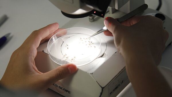 Биолог изучает комаров с генетически модифицированной ДНК - Sputnik Узбекистан