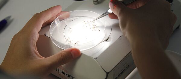 Биолог изучает комаров с генетически модифицированной ДНК - Sputnik Узбекистан