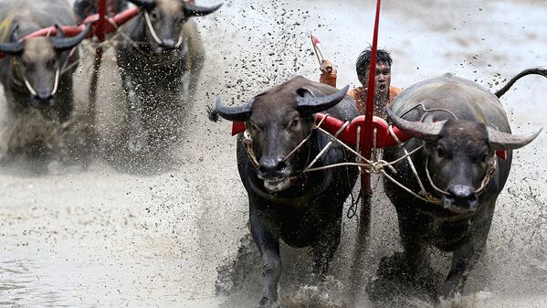 Жокеи соревнуются на ежегодном фестивале гонок буйволов в провинции Чонбури в восточной части Таиланда - Sputnik Узбекистан